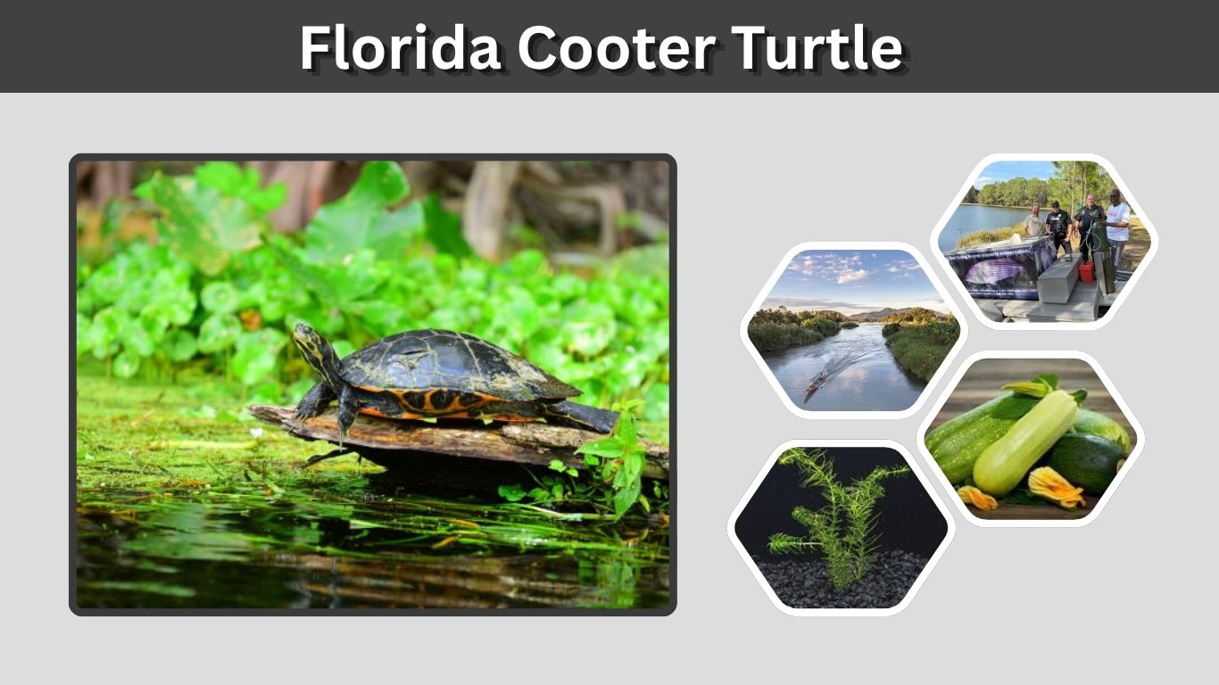 Florida Cooter Turtle: Care, Size, Diet, and Laws