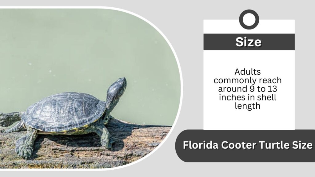 Florida Cooter Turtle Size