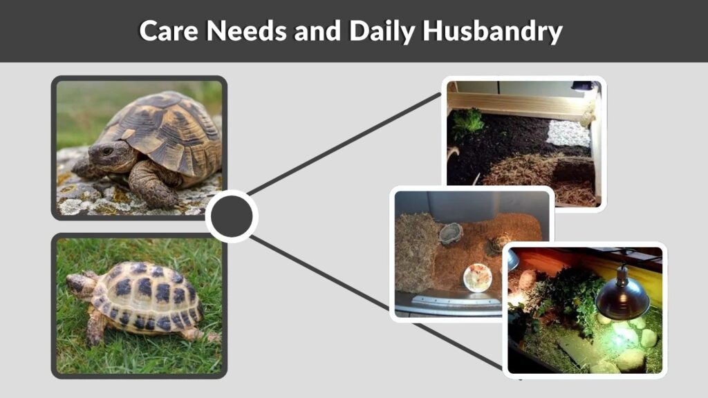 Care Needs and Daily Husbandry