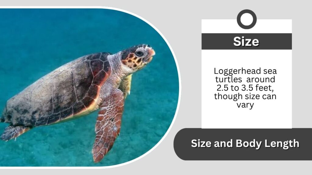 Size and Body Length