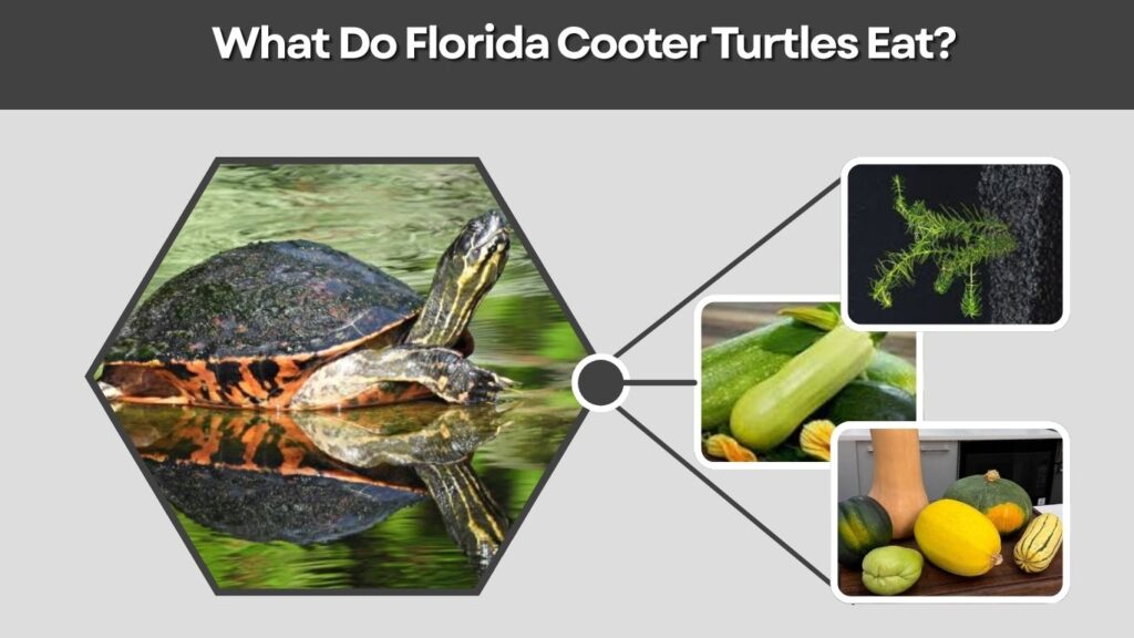 <!-- wp:heading -->
<h2 class="wp-block-heading">What Do Florida Cooter Turtles Eat?</h2>
<!-- /wp:heading -->