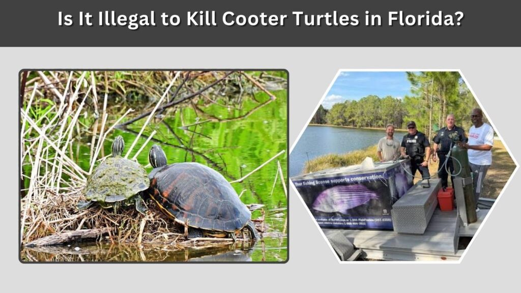 Is It Illegal to Kill Cooter Turtles in Florida?