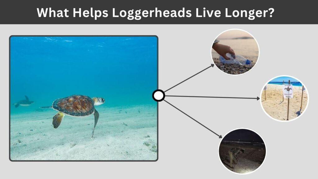 What Helps Loggerheads Live Longer?