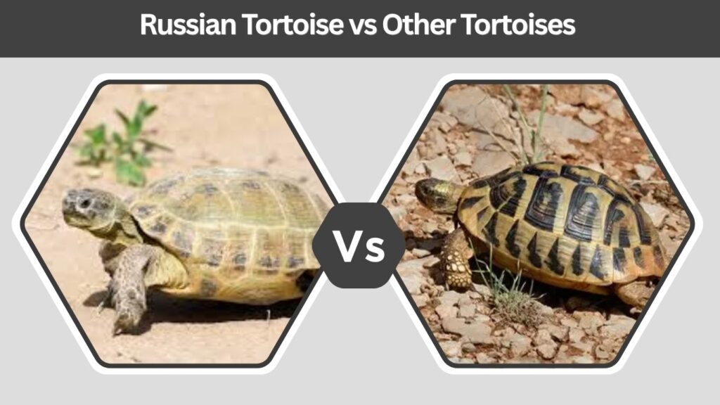 Russian Tortoise vs Other Tortoises