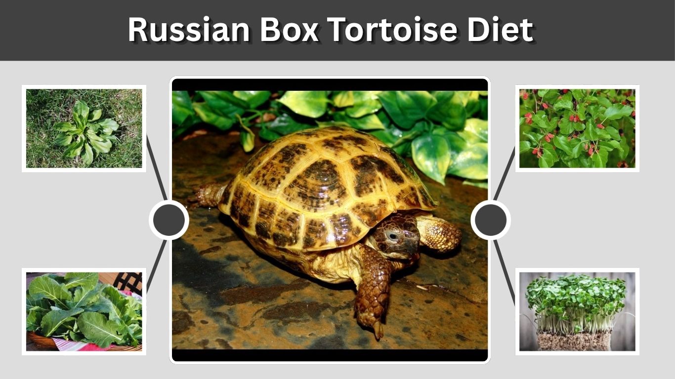 Russian Box Tortoise Diet: Safe Foods and Feeding Guide