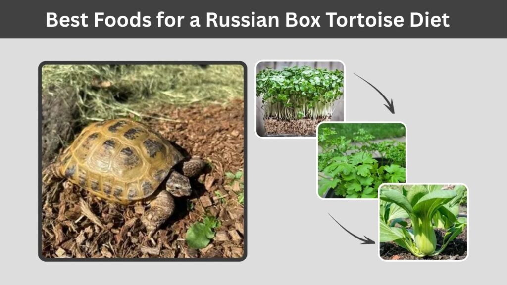 Best Foods for a Russian Box Tortoise Diet