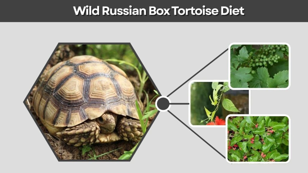 Wild Russian Box Tortoise Diet