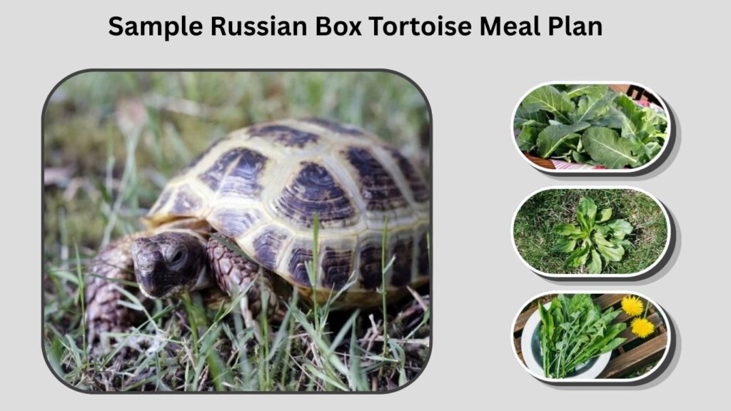 Sample Russian Box Tortoise Meal Plan