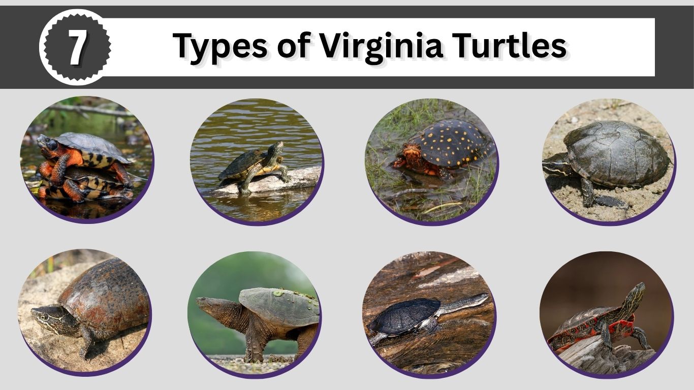 7 Types of Virginia Turtles: Different Species Identification