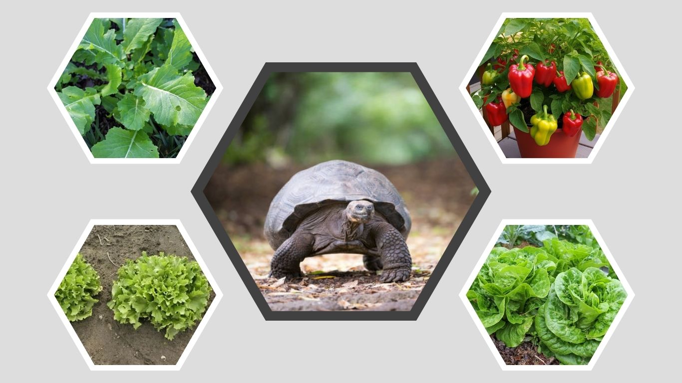 What Vegetables Can a Tortoise Eat? 10 Common Choices