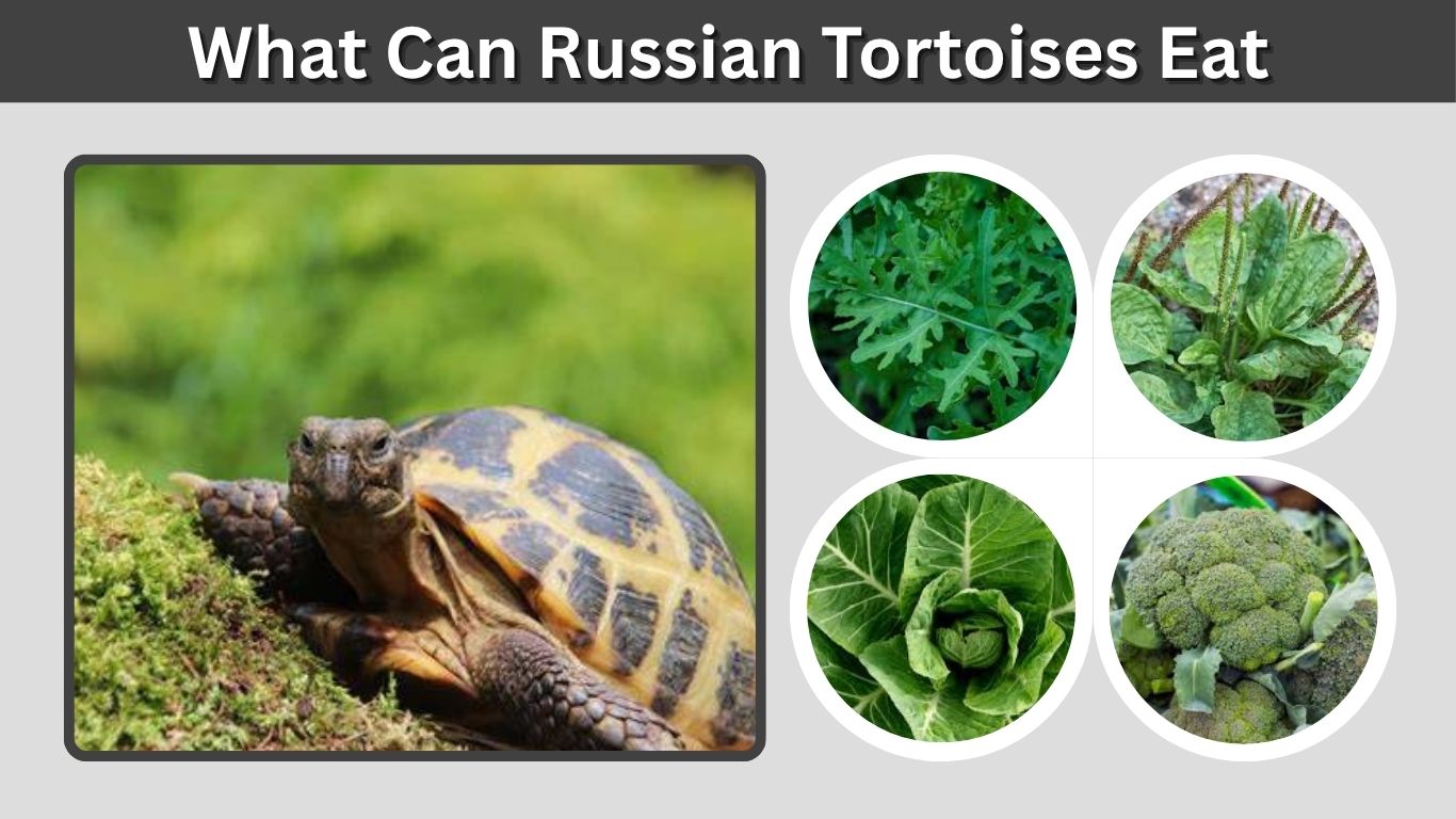 What Can Russian Tortoises Eat? Safe Food Guide