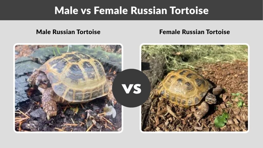 Male vs Female Russian Tortoise
