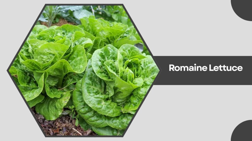 Romaine Lettuce