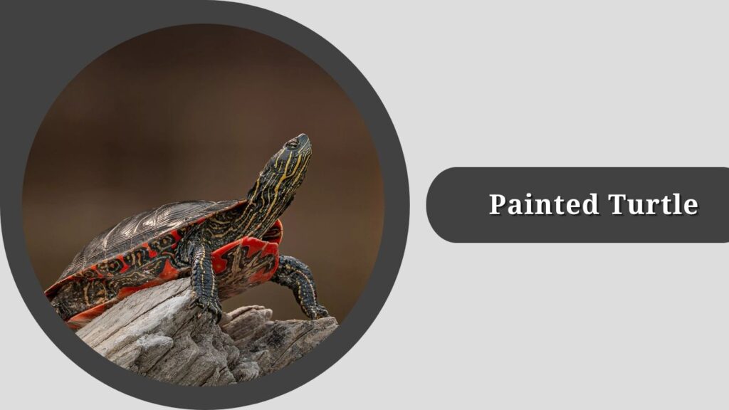 Painted Turtle