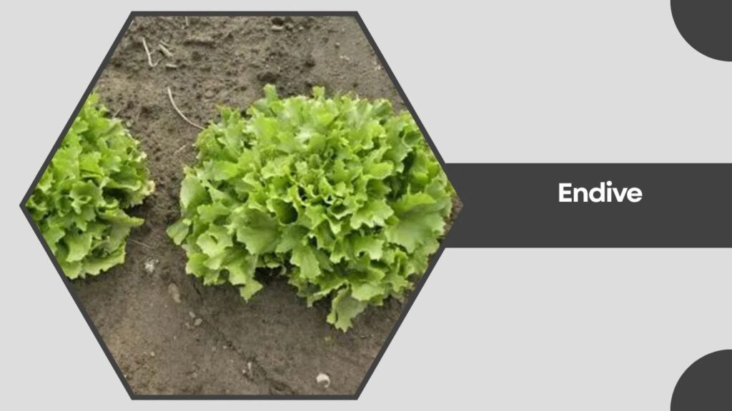 3. Endive