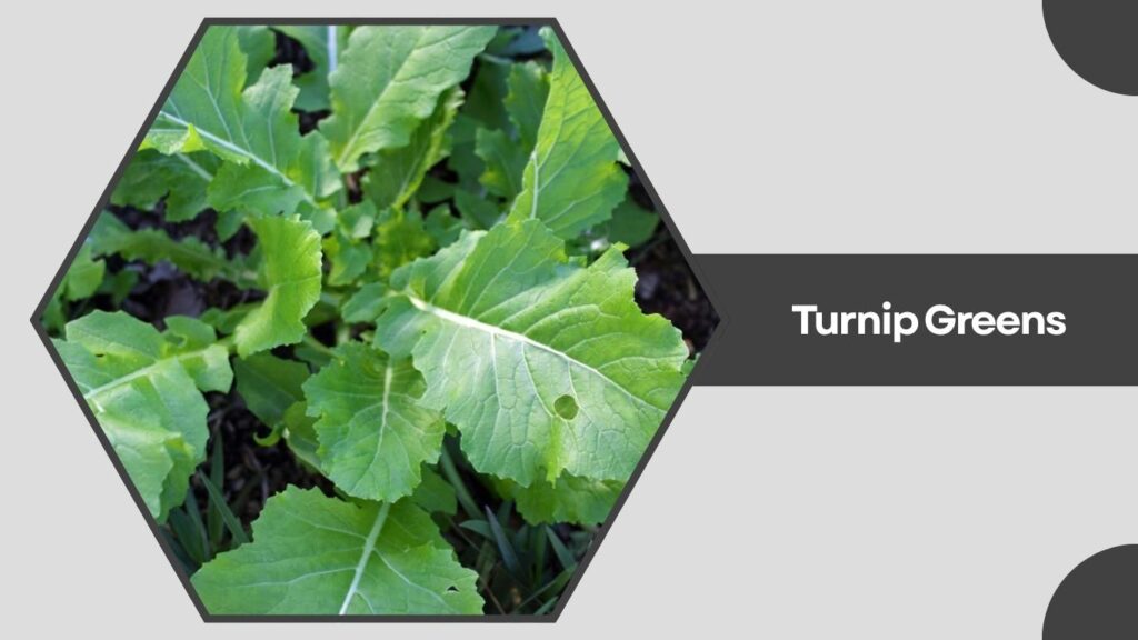 Turnip Greens