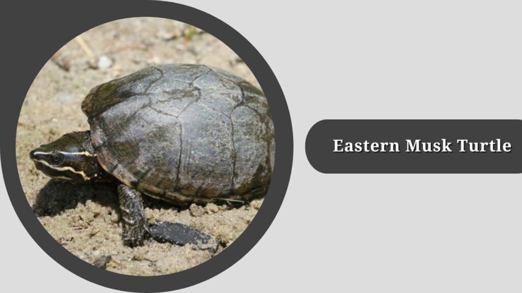  Eastern Musk Turtle