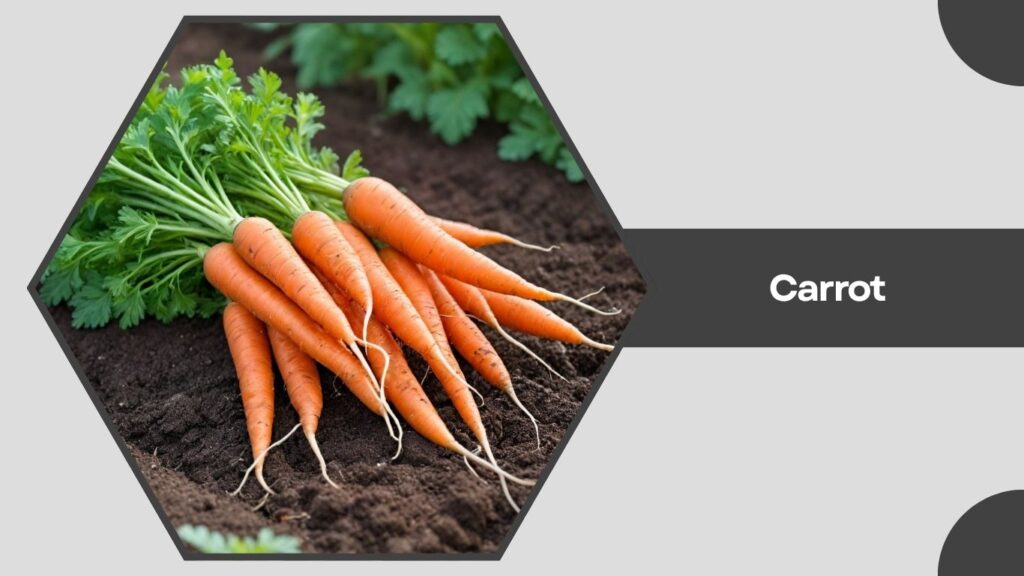 Carrot
