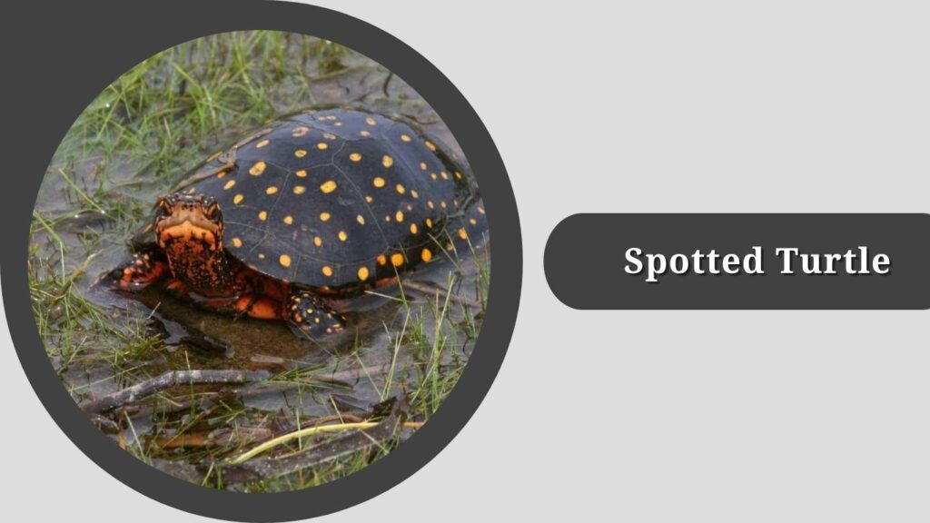 Spotted Turtle