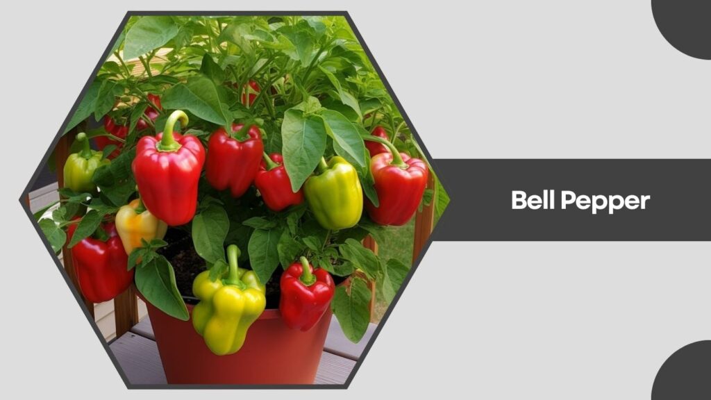  Bell Pepper