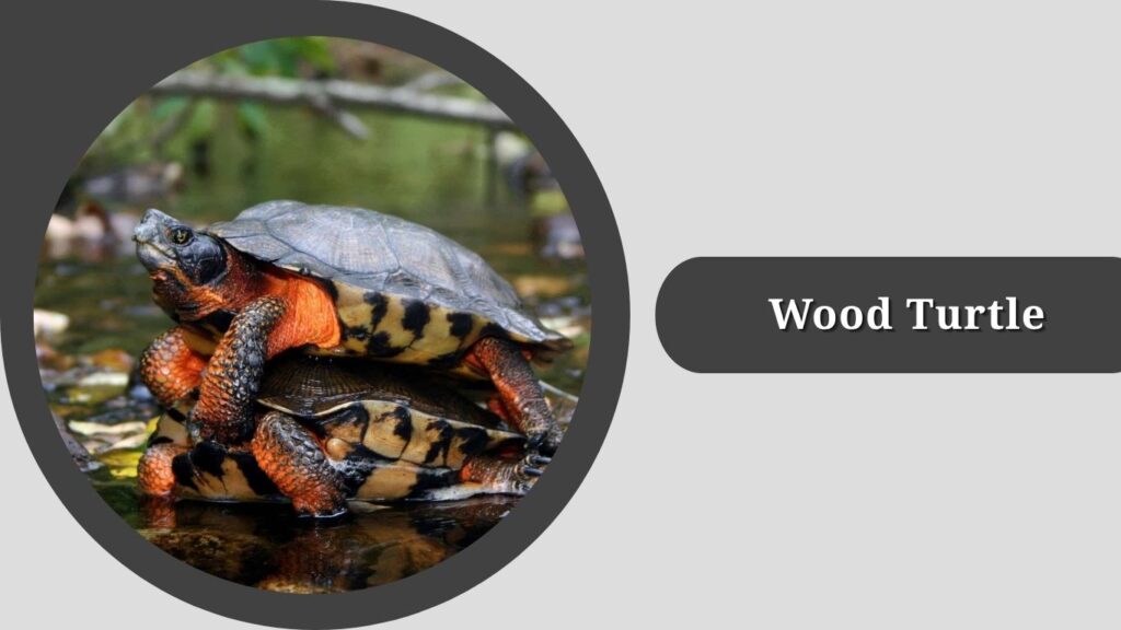 Wood Turtle