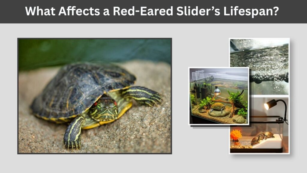 What Affects a Red-Eared Slider’s Lifespan?