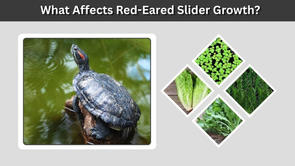 What Affects Red-Eared Slider Growth?