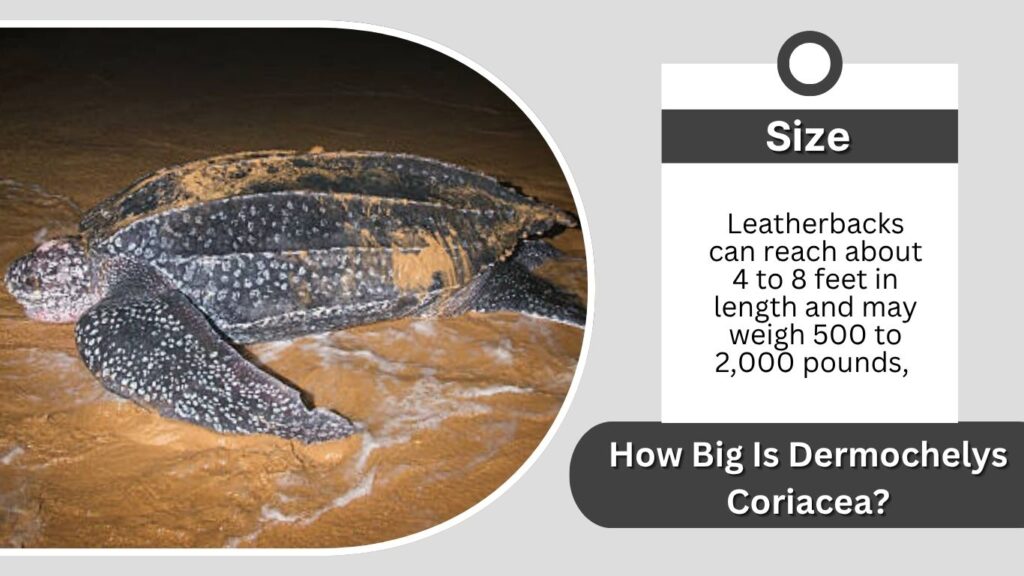 How Big Is Dermochelys Coriacea?