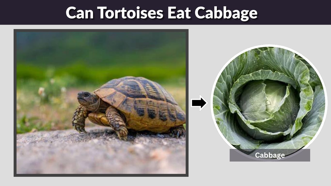 Can Tortoises Eat Cabbage? Safe Feeding Guide