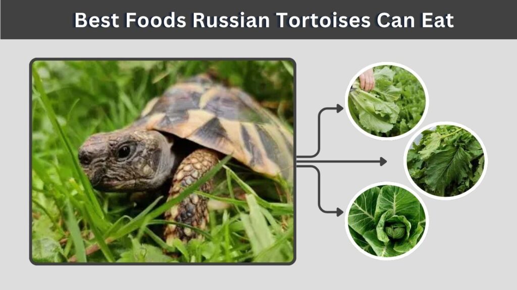 Best Foods Russian Tortoises Can Eat
