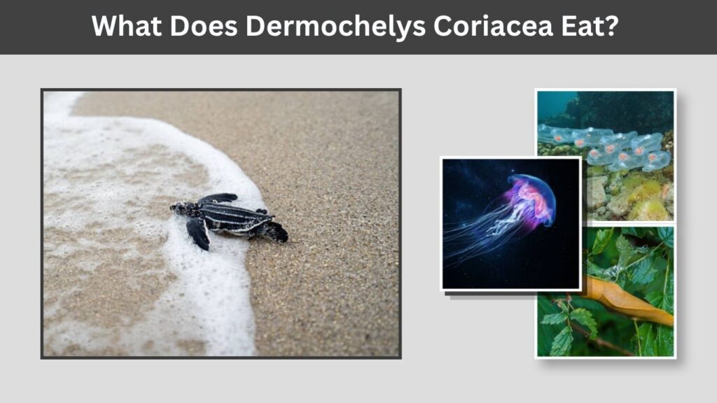 What Does Dermochelys Coriacea Eat?
