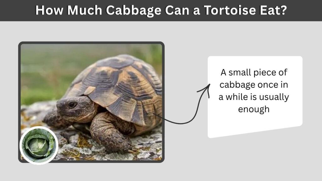 How Much Cabbage Can a Tortoise Eat?