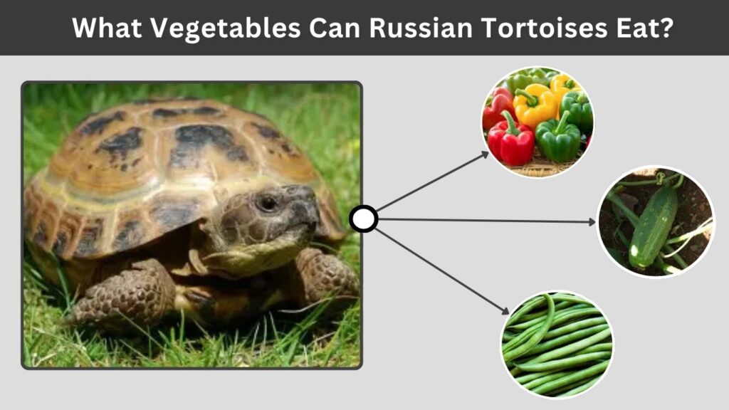 What Vegetables Can Russian Tortoises Eat?