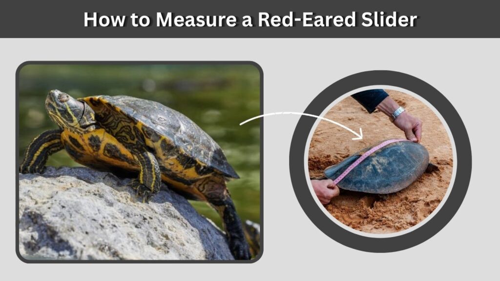 How to Measure a Red-Eared Slider