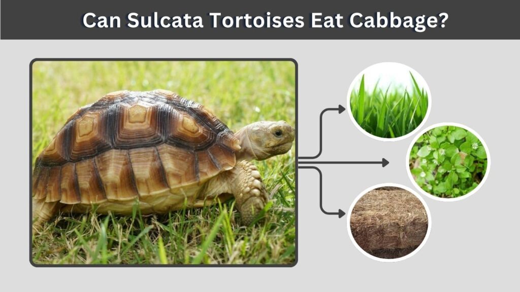 Can Sulcata Tortoises Eat Cabbage?