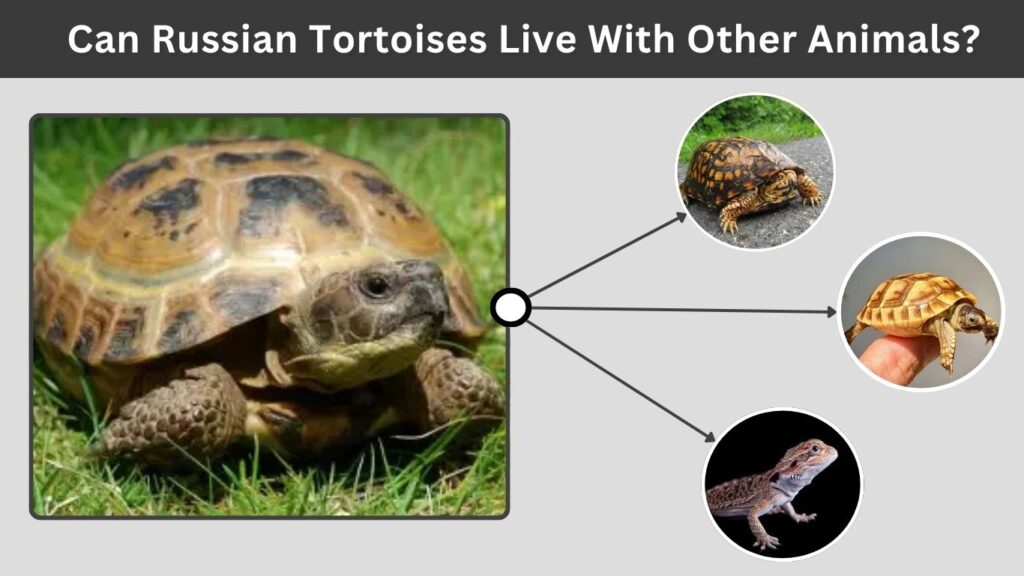 Can Russian Tortoises Live With Other Animals?