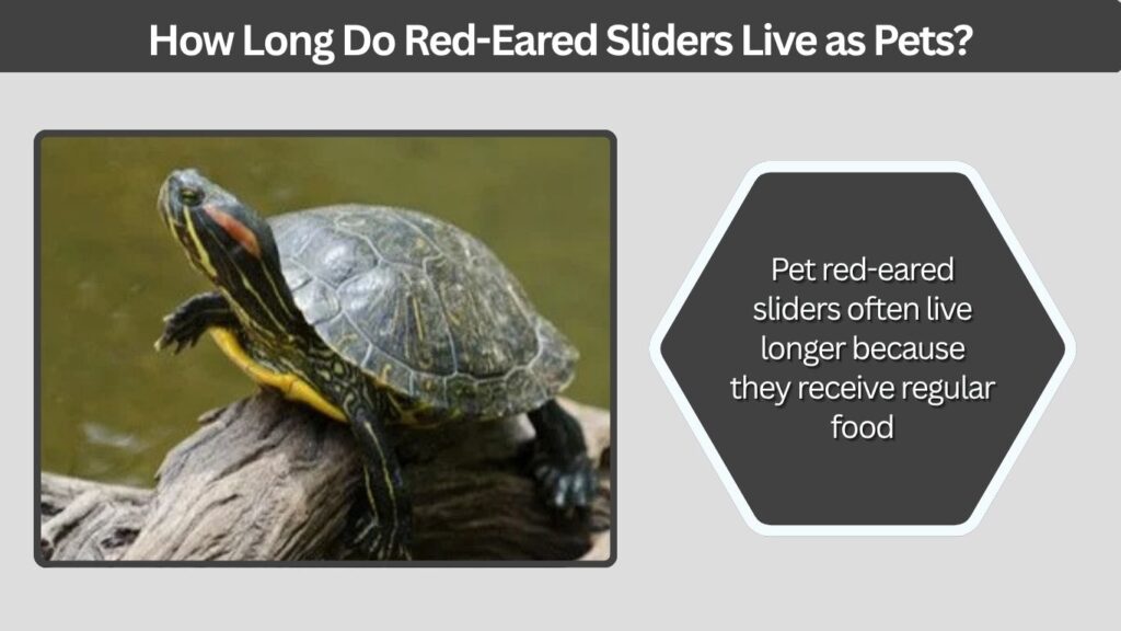 How Long Do Red-Eared Sliders Live as Pets?
