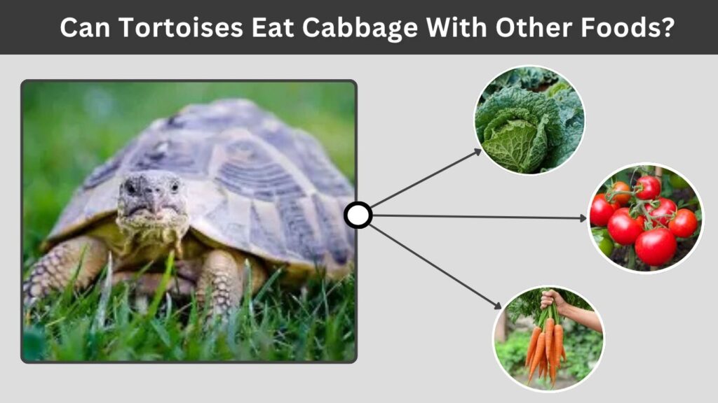 Can Tortoises Eat Cabbage With Other Foods?