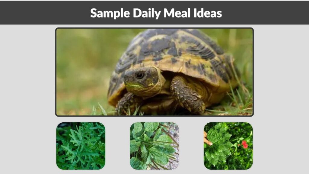 Sample Daily Meal Ideas