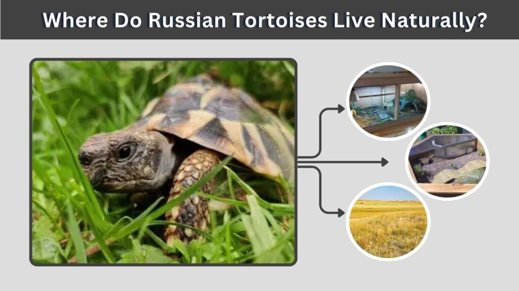 Where Do Russian Tortoises Live Naturally?