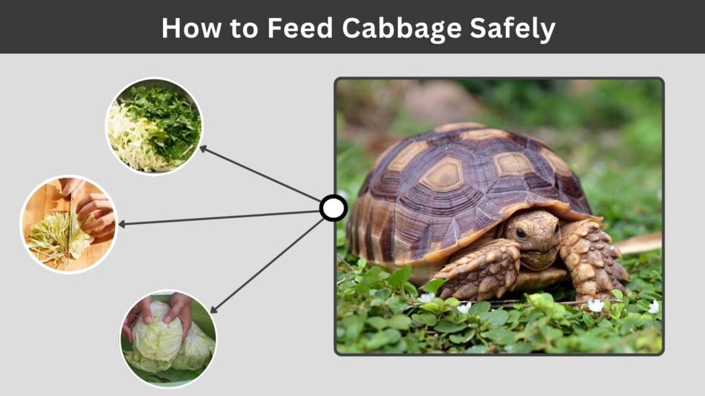 How to Feed Cabbage Safely
