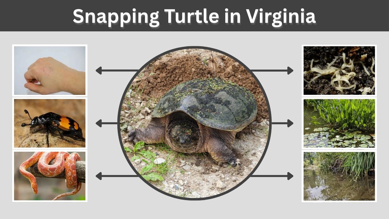 Snapping Turtle in Virginia: Identification, Habitat & LawsSnapping Turtle in Virginia: Identification, Habitat & Lawsv