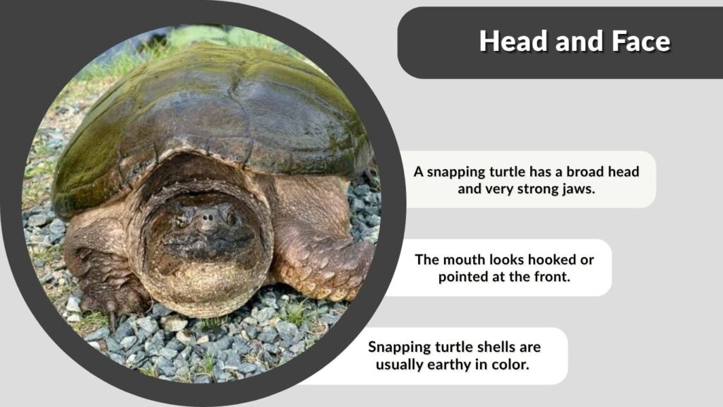 Head and Face