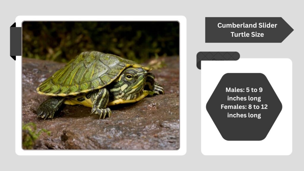 Cumberland Slider Turtle Size