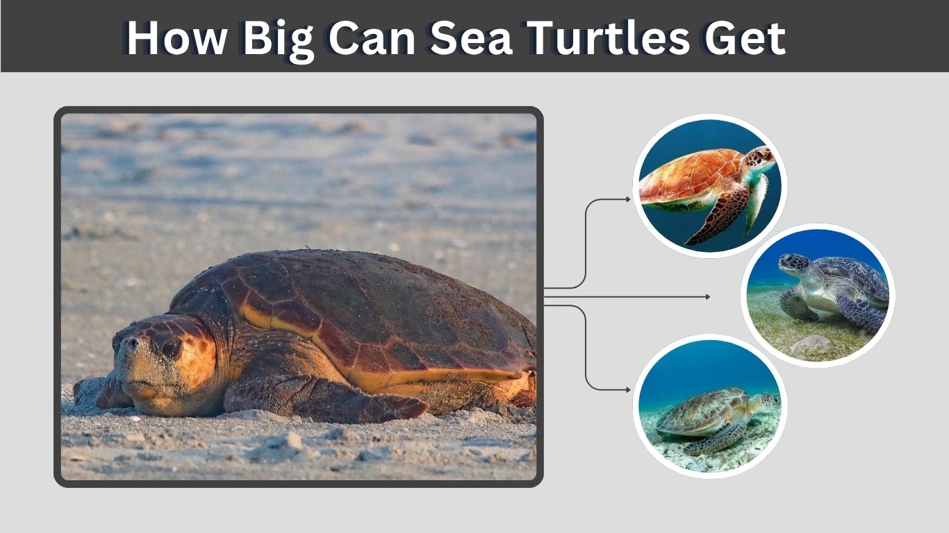 How Big Can Sea Turtles Get? Size, Weight and Facts