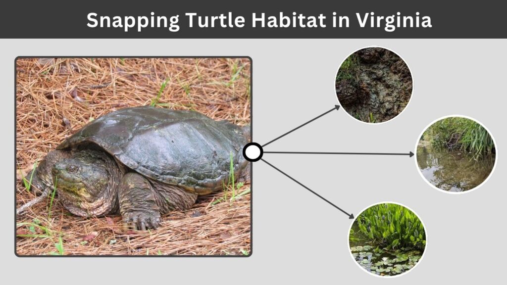 Snapping Turtle Habitat in Virginia