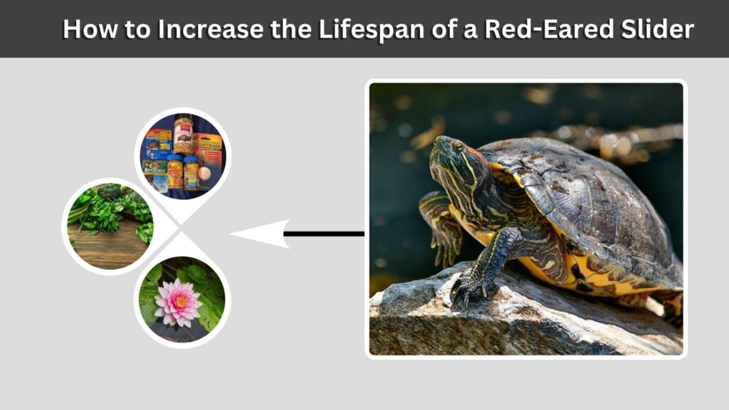 How to Increase the Lifespan of a Red-Eared Slider