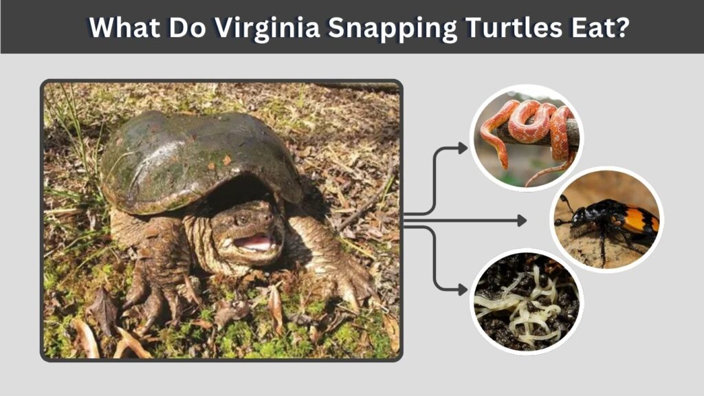 What Do Virginia Snapping Turtles Eat?