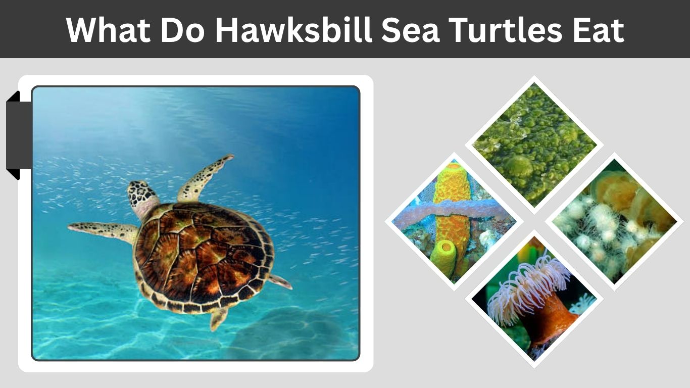 What Do Hawksbill Sea Turtles Eat? Diet & Food Facts
