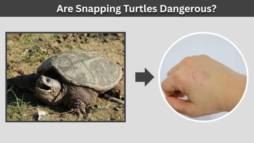 Are Snapping Turtles Dangerous?